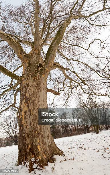 Old Plane Tree On Winter Morning Stock Photo - Download Image Now