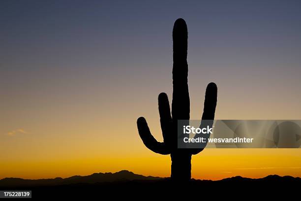 Saguaro Silhouette Bei Sonnenuntergang Stockfoto und mehr Bilder von Arizona - Arizona, Ausgedörrt, Blau