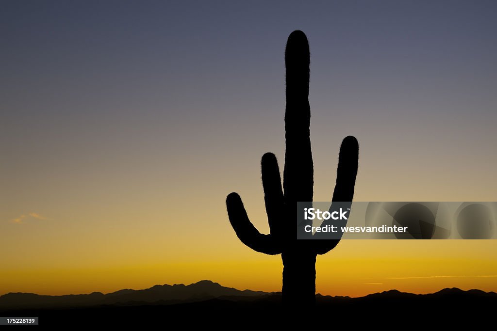 Sylwetka na zachód słońca w Saguaro - Zbiór zdjęć royalty-free (Bez ludzi)