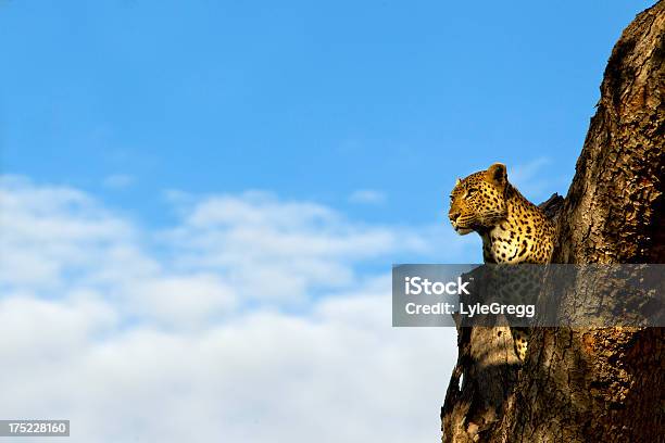 Леопард — стоковые фотографии и другие картинки Африка - Африка, Африканский леопард, Без людей