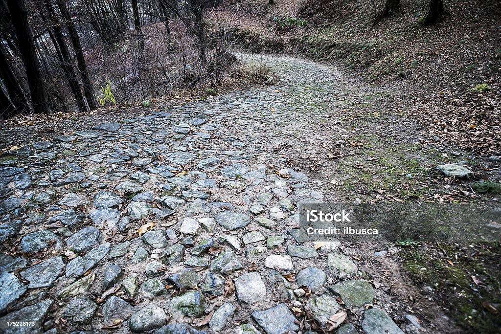 En el bosque - Foto de stock de Adoquinado libre de derechos