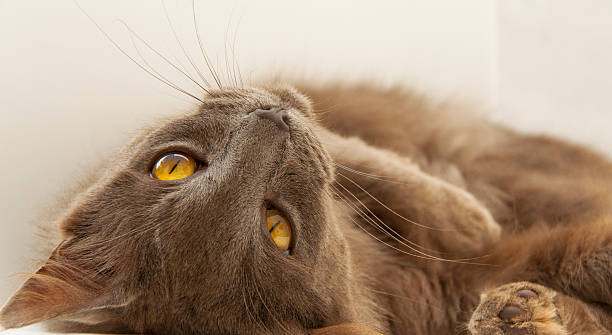 Gato cinzento - fotografia de stock