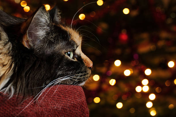 Relaxing Maine Coon with defocused lights
