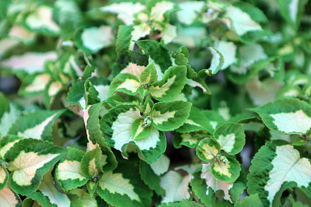 istock Coleus blumei / Solenostemon scutellarioides, Lamiaceae 175228930