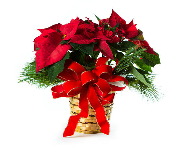 istock A poinsettia plant with a bow on a white background 175228996