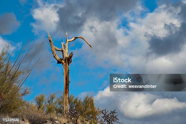 Dead Saguaro Foto de stock y más banco de imágenes de Aire libre - Aire libre, Arizona, Azul