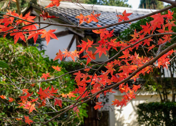 istock Autumn leaves in Japanese garden 1752291262