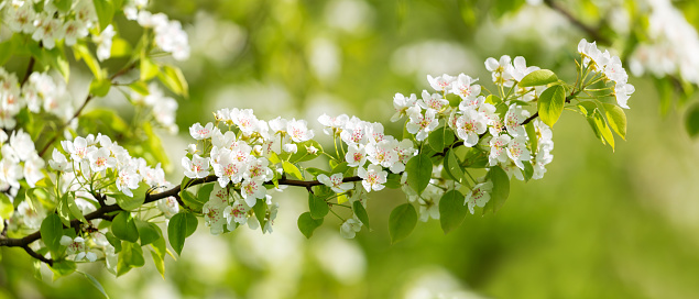 Branch of blooming pear tree in a garden. White flowers on a pear tree. Spring  background