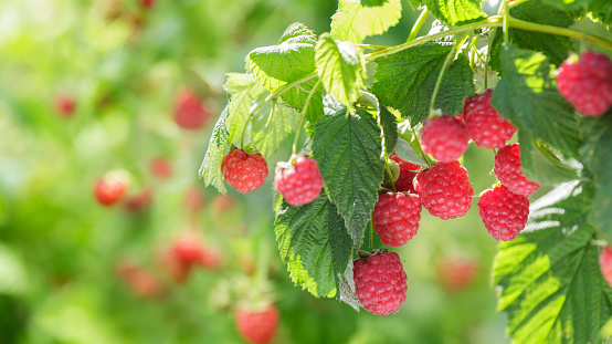 Various fresh berries isolated on white background.