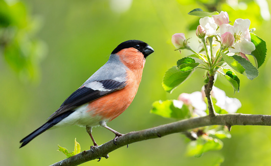 Little bird sitting on branch of blossom apple tree. The common bullfinch. Spring time