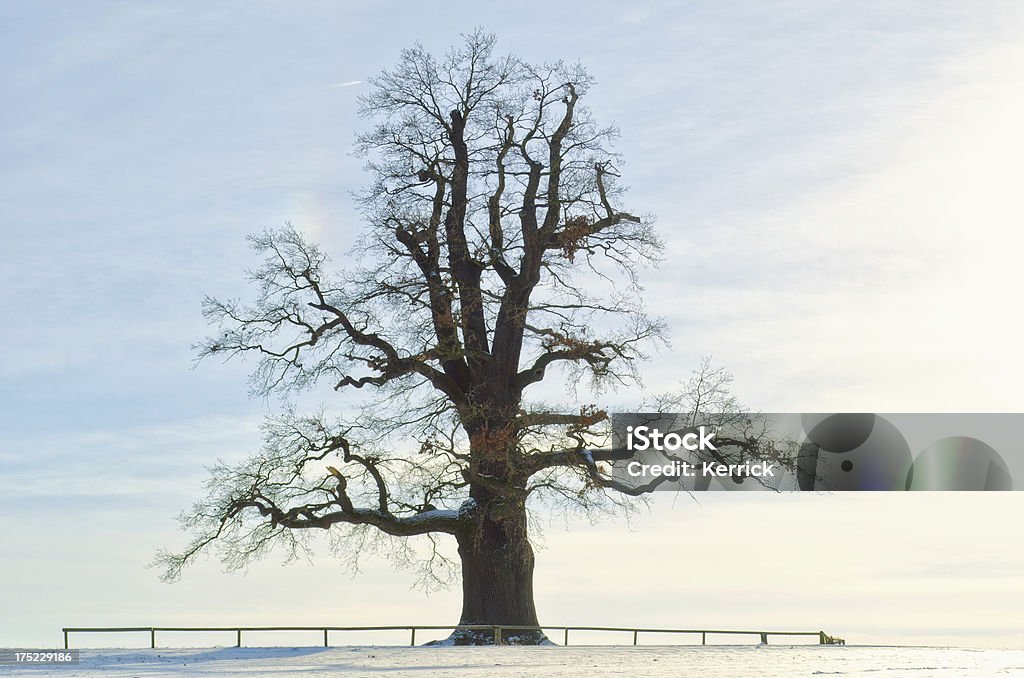 Einzelne oak im winter sun - Lizenzfrei Alt Stock-Foto