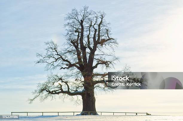 Einzelne Oak Im Winter Sun Stockfoto und mehr Bilder von Alt - Alt, Baum, Deutsche Kultur