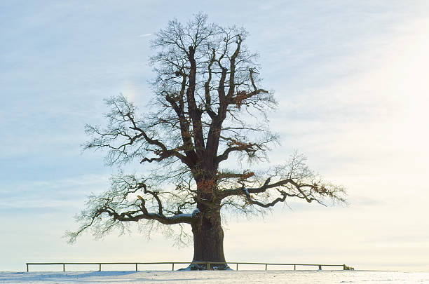 один oak в зимние ночи - kalte eiche стоковые фото и изображения