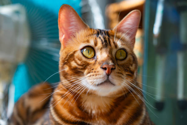 istock Portrait of a cute bengal cat 1752292466