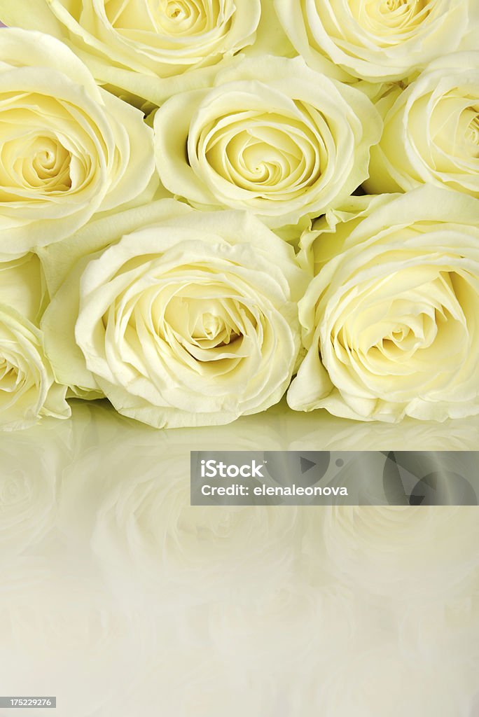 rose bianche - Foto stock royalty-free di Beige
