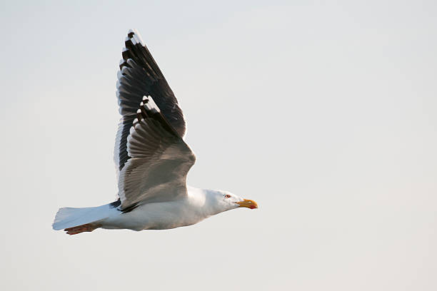 Volant Sea Gull - Photo