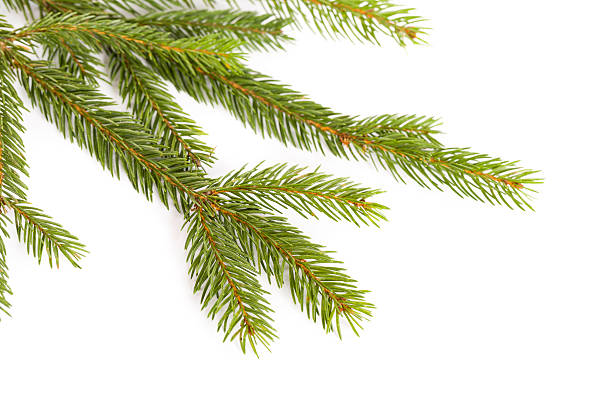 istock christmas twig decoration 175229524