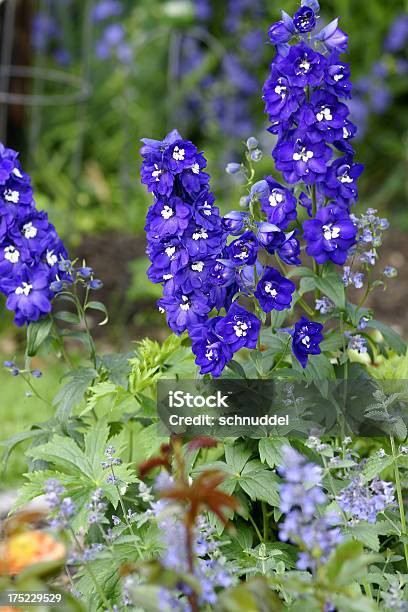 Photo libre de droit de Parterre De Fleurs Avec Delphinium Fleurs banque d'images et plus d'images libres de droit de Delphinium - Delphinium, Arbre en fleurs, Bleu