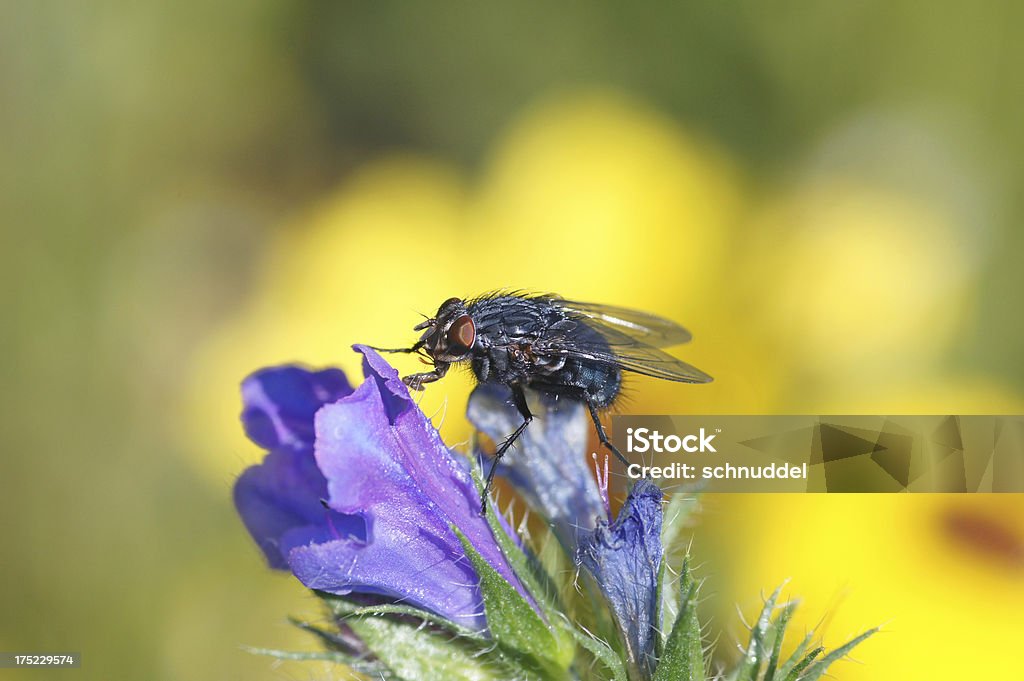 Vol sur Echium vulgare - Photo de Aile d'animal libre de droits