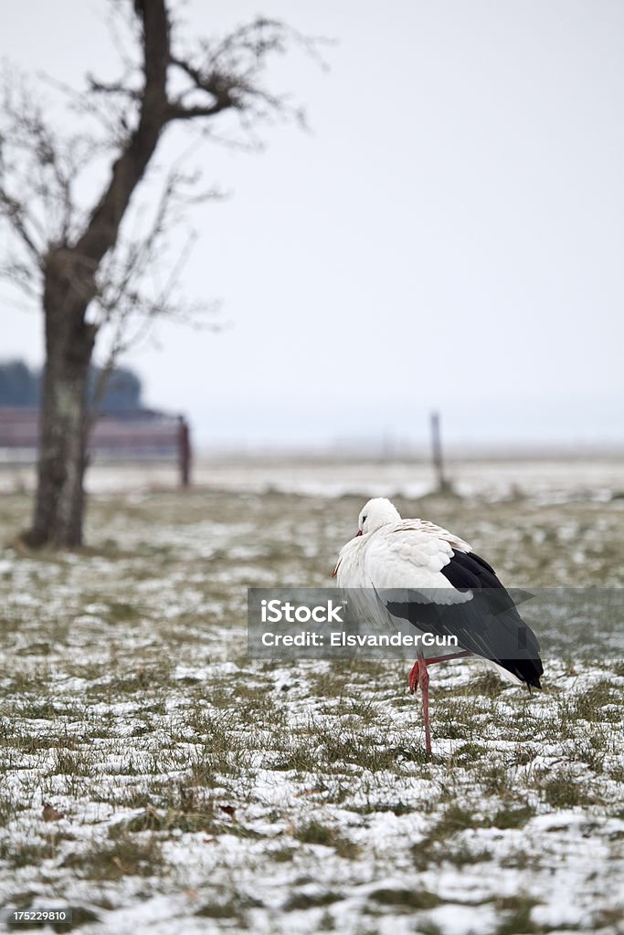 Hibernar Cegonha na Neve - Royalty-free Animal Foto de stock