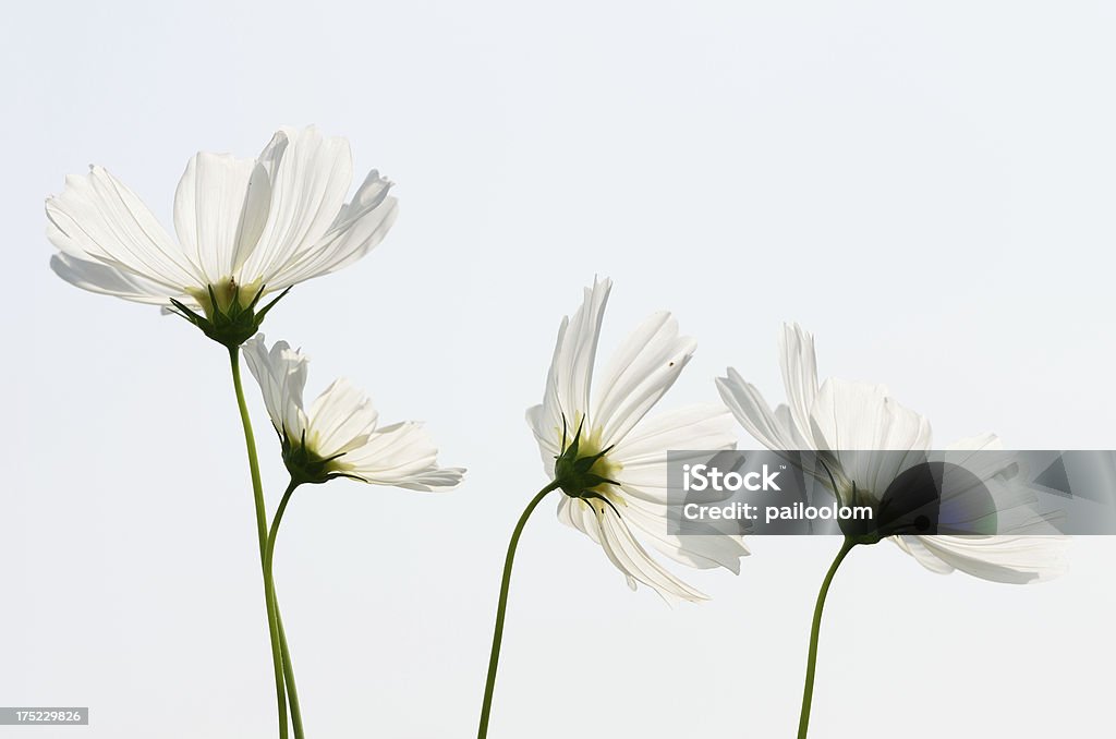 Fleurs de Cosmos - Photo de Arbre en fleurs libre de droits