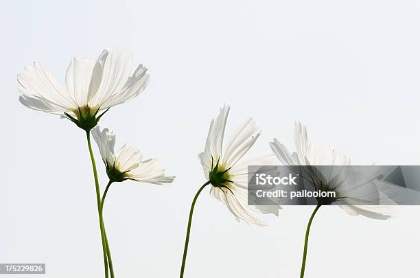 Fiori Cosmo - Fotografie stock e altre immagini di Aiuola - Aiuola, Ambientazione esterna, Bellezza naturale