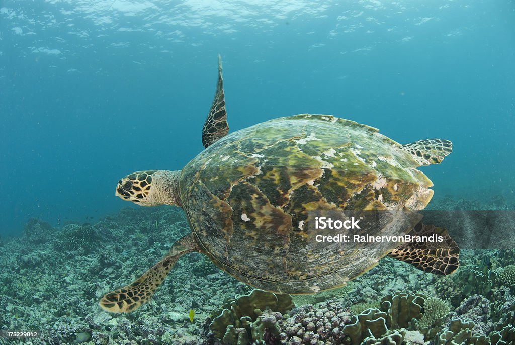 Meeresschildkröte carapace - Lizenzfrei Bedrohte Tierart Stock-Foto