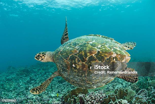 Meeresschildkröte Carapace Stockfoto und mehr Bilder von Bedrohte Tierart - Bedrohte Tierart, Chelonioidea, Echte Karettschildkröte