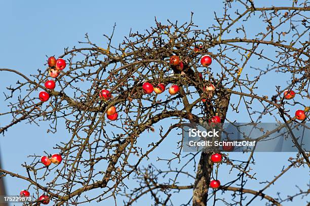 Красные Спелые Яблоки На Дереве В Зимнем — стоковые фотографии и другие картинки Без людей - Без людей, Гниющий, Горизонтальный