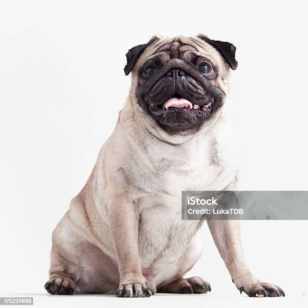 Bonito Pug Engraçado - Fotografias de stock e mais imagens de Animal - Animal, Animal Doméstico, Animal de Estimação