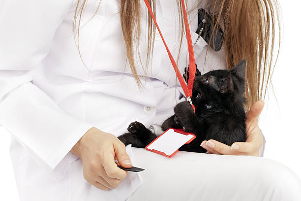istock Playful kitten hugging and bite Vet's ID card 175230023