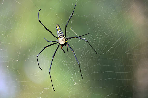 istock Spider of Nephila pilipes 175230185