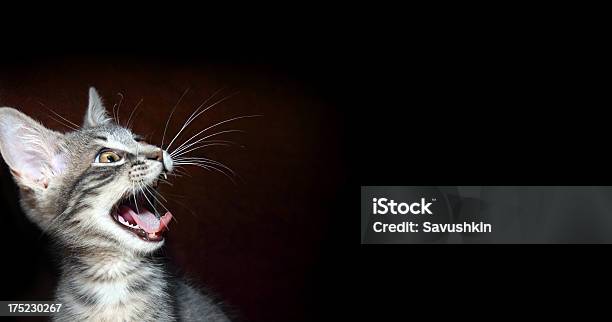 Cat Stockfoto und mehr Bilder von Hauskatze - Hauskatze, Rufen - Sprache, Wut