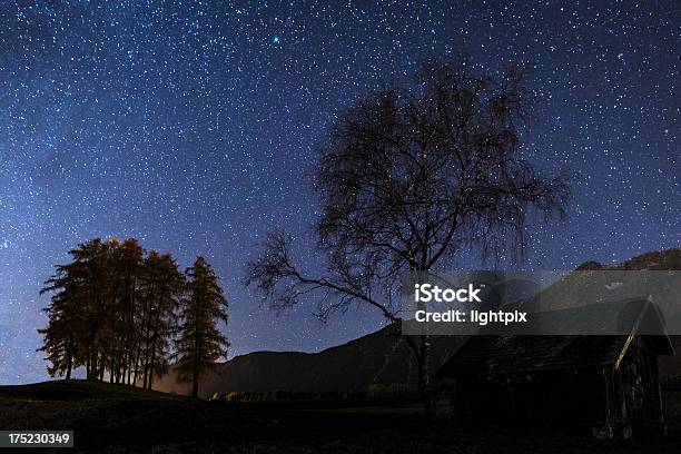 Piena Di Stelle - Fotografie stock e altre immagini di A forma di stella - A forma di stella, Albero, Ambientazione esterna