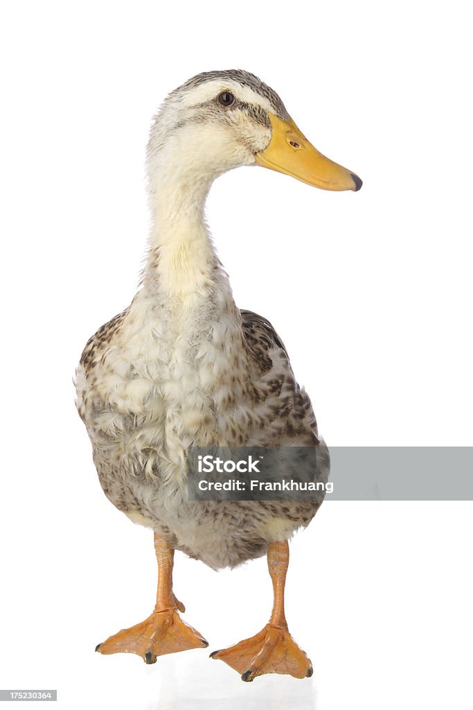 Pato sobre fondo blanco - Foto de stock de Amarillo - Color libre de derechos