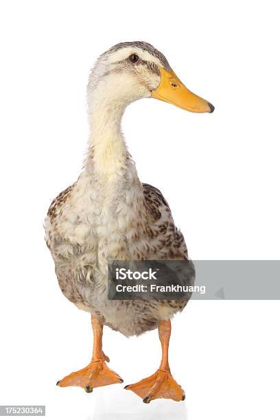 Duck На Белом Фоне — стоковые фотографии и другие картинки Белый фон - Белый фон, Вертикальный, Водоплавающая птица