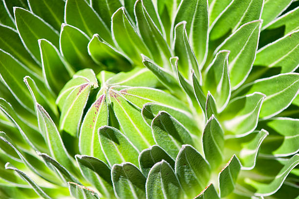 istock Giant lobelia at Mt. Kenya 175230411