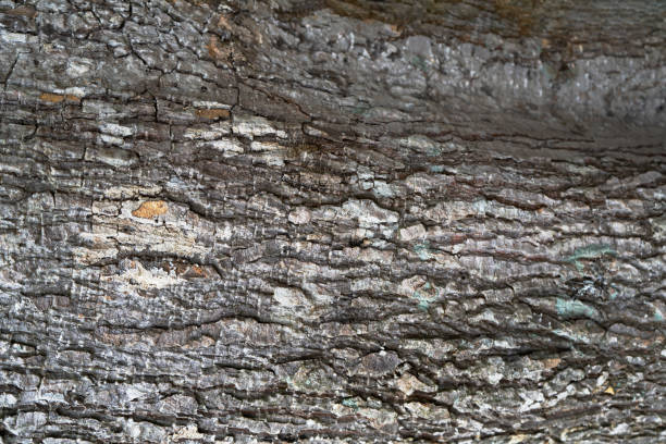istock The bark of the tree has a beautiful pattern suitable for a background image 1752304713