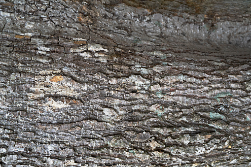 The bark of the tree has a beautiful pattern suitable for a background image.