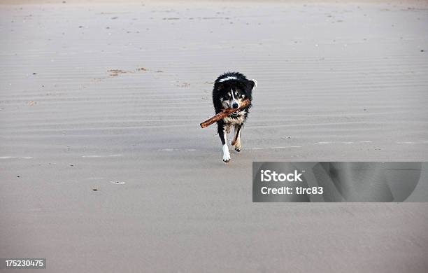 Border Collie Corriendo Con Barra En La Playa De Arena Foto de stock y más banco de imágenes de Actividad