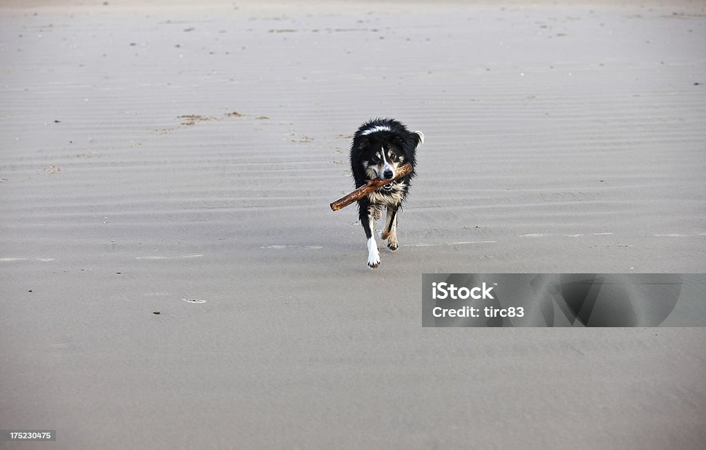 collie Border running com pau na praia de areia - Royalty-free Animal Foto de stock