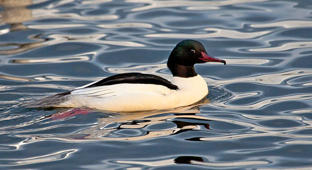 istock Male Goosander (Mergus_merganser) swimming on glassy waves 175230489