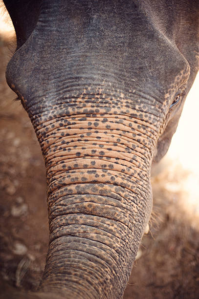 istock Close-up of an Indian Elephant's face. 175230601