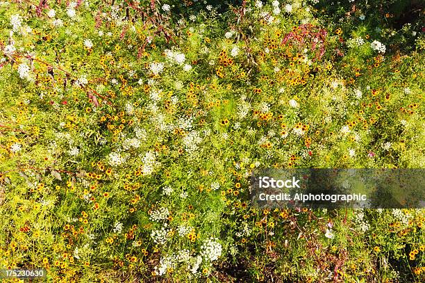 Gypsophilia Y Amarillo Daisies Ojo De Buey Foto de stock y más banco de imágenes de Aire libre - Aire libre, Arbusto, Azul