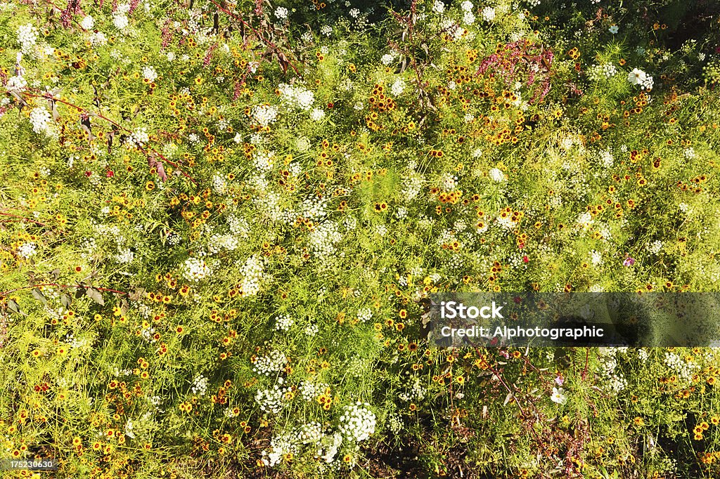 Gypsophilia et jaune daisies oeil-de-boeuf - Photo de Arbre en fleurs libre de droits