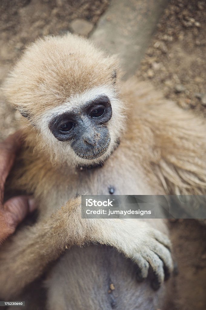 Gibbon les animaux de compagnie dans le dos. - Photo de Parc National de Kao Sok libre de droits