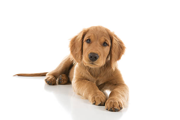 istock Golden Retriever Puppy Looking Slightly Up 175230694