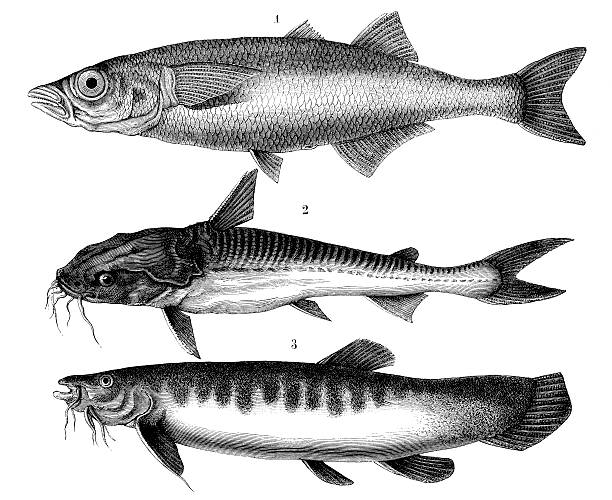 Three fishes from the Titicaca Lake Three fishes from the Titicaca Lake (Atherina Regia, Bagrus Trachypornus, Tricomycterus Pichtus) regia stock illustrations