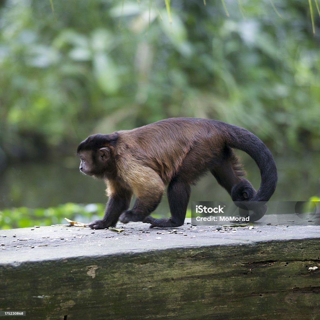 Mico capuchinho - Royalty-free Animal Foto de stock