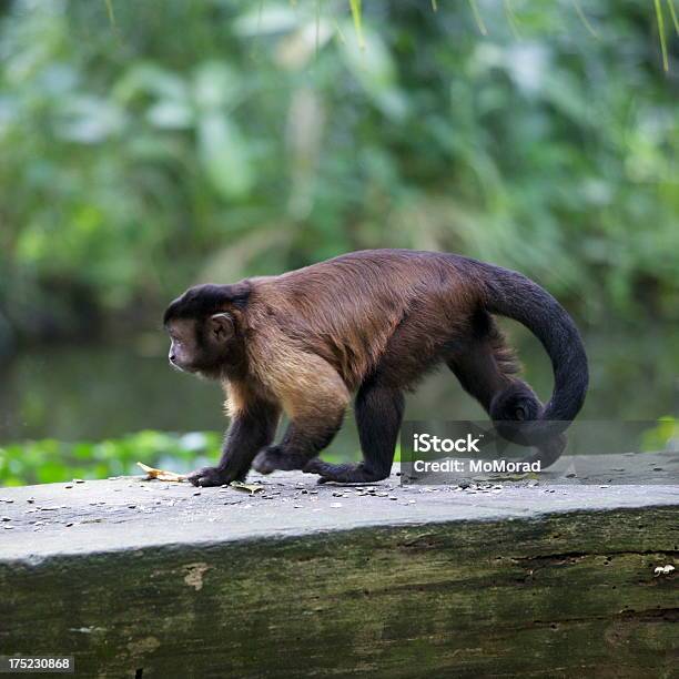 Mico Capuchinho - Fotografias de stock e mais imagens de Animal - Animal, Animal selvagem, Ao Ar Livre